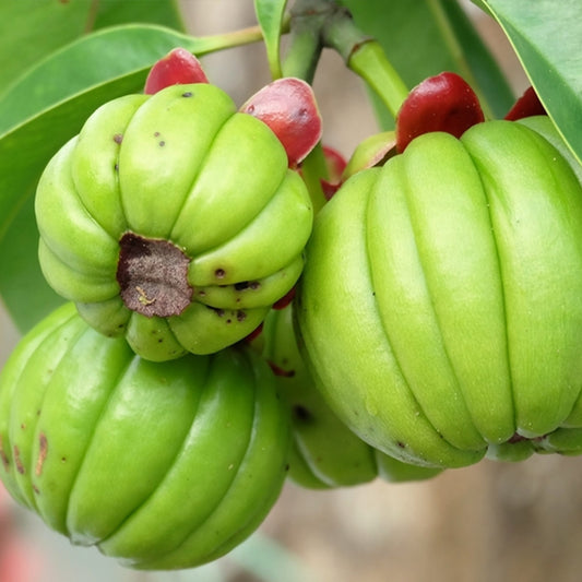 Lose weight with Garcinia & Pepper